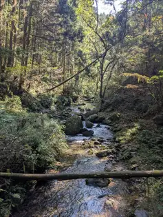 森の中の渓流と岩。手前に倒木が横たわっている。