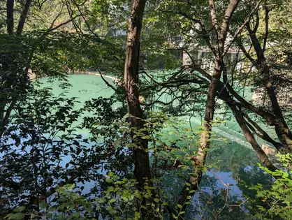枝越しに見える翡翠色の湖面。